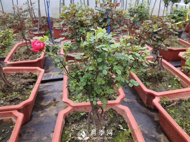 提根月季盆景，養(yǎng)一盆很愜意(圖1)