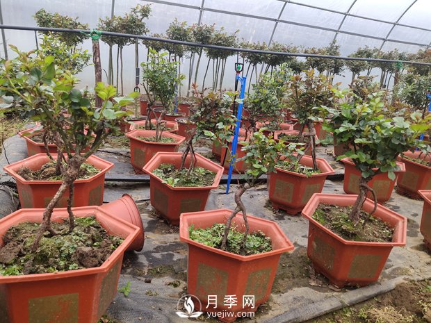 提根月季盆景，養(yǎng)一盆很愜意(圖2)