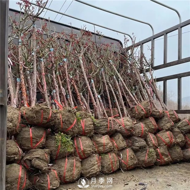 南陽精品樹狀月季，讓城市景觀更美麗(圖3)