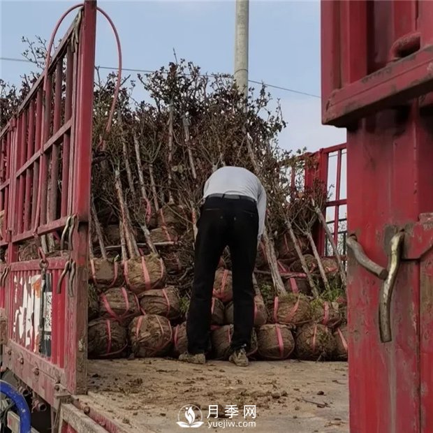 南陽精品樹狀月季，讓城市景觀更美麗(圖4)