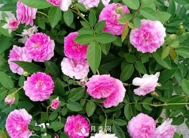 適合陽(yáng)臺(tái)的瑪姬嬸嬸月季，小巧花美有香味，開(kāi)花到爆盆！(圖1)