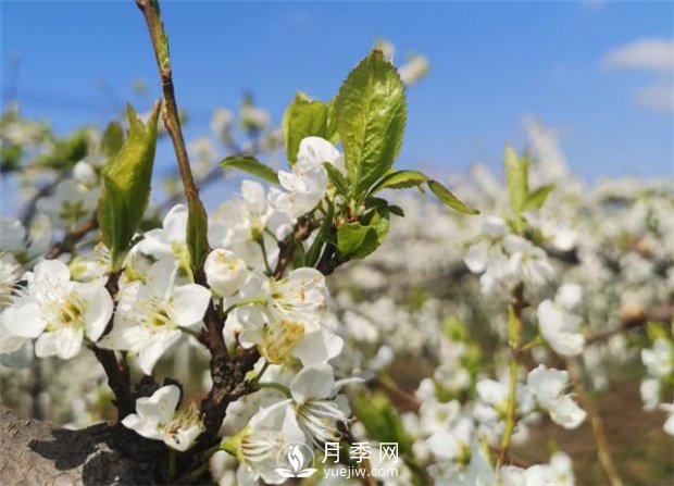 南陽(yáng)：百花競(jìng)相開(kāi)放 踏春自然美景(圖1)