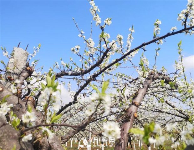南陽(yáng)：百花競(jìng)相開(kāi)放 踏春自然美景(圖2)