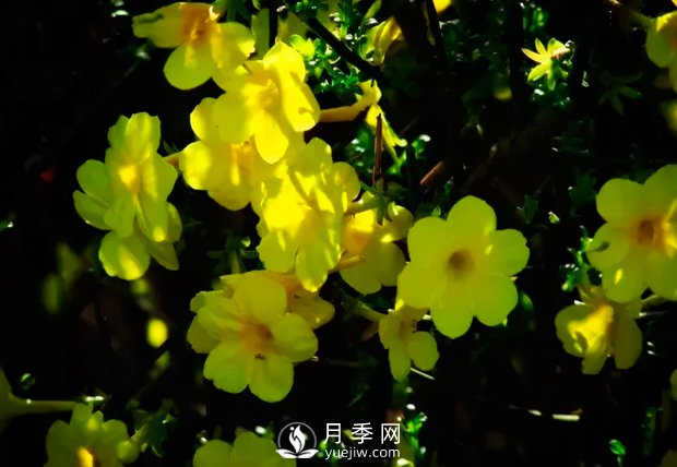 美麗鄉(xiāng)村建設(shè)，種什么花卉苗木比較好？已選月季(圖2)
