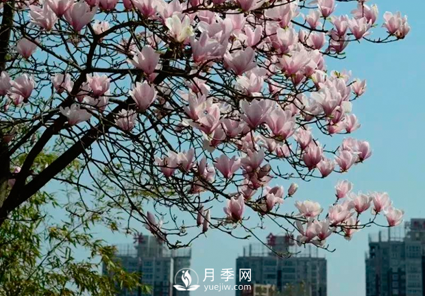 美麗鄉(xiāng)村建設(shè)，種什么花卉苗木比較好？已選月季(圖3)