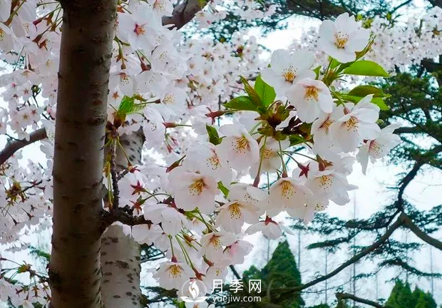 美麗鄉(xiāng)村建設(shè)，種什么花卉苗木比較好？已選月季(圖4)