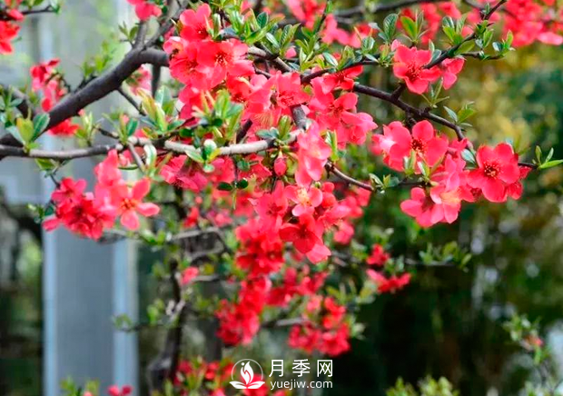 美麗鄉(xiāng)村建設(shè)，種什么花卉苗木比較好？已選月季(圖5)