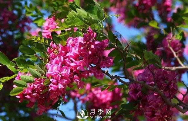美麗鄉(xiāng)村建設(shè)，種什么花卉苗木比較好？已選月季(圖9)