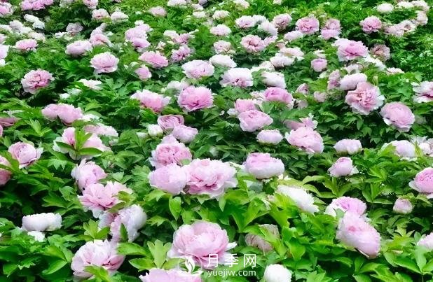 美麗鄉(xiāng)村建設(shè)，種什么花卉苗木比較好？已選月季(圖6)