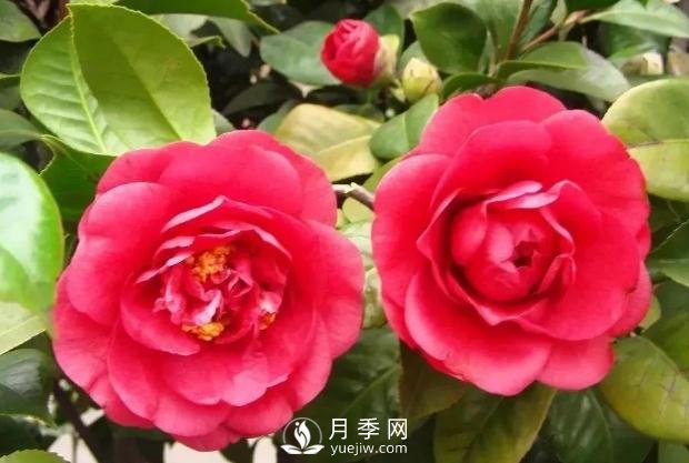 美麗鄉(xiāng)村建設(shè)，種什么花卉苗木比較好？已選月季(圖7)