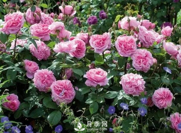 美麗鄉(xiāng)村建設(shè)，種什么花卉苗木比較好？已選月季(圖8)