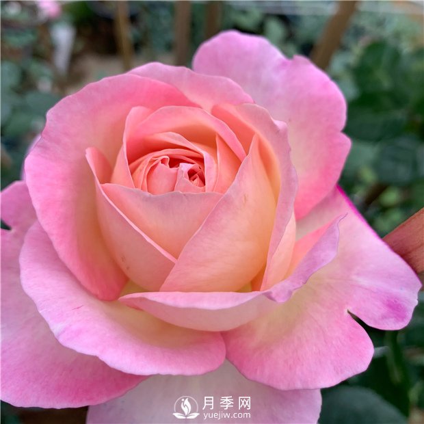 破曉月季，一款濃香型的灌木月季(圖1)