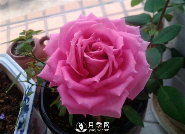 不眠芳香月季，以香味出名的豐花月季滿(mǎn)屋飄香(圖1)