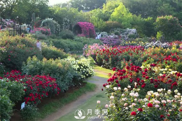 園林植物搭配技巧，不同觀賞植物的配置組合(圖1)