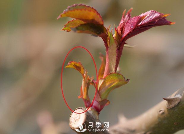 月季芽太多，要不要抹？(圖2)