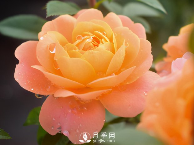月季芽太多，要不要抹？(圖3)