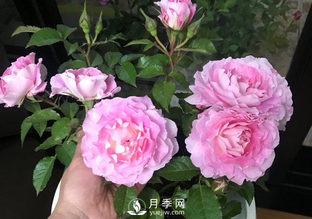 海神王陽臺月季，專為盆栽觀賞而生，四季有花開(圖3)