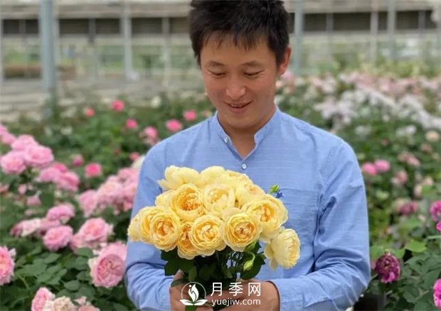 歌笛月季，一個(gè)被世界月季委員會(huì)**選擇的月季品種(圖2)