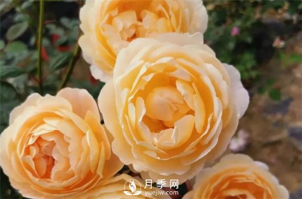 歌笛月季，一個(gè)被世界月季委員會(huì)**選擇的月季品種(圖3)