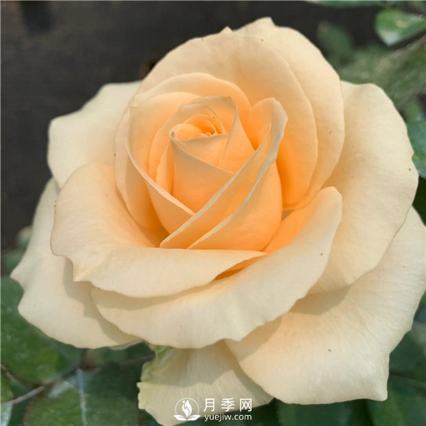 蜜桃雪山月季，杏黃色切花月季，溫柔有你(圖3)