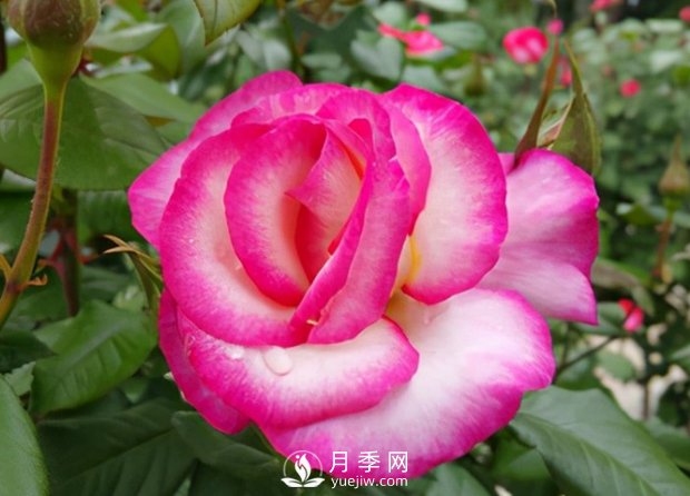 3.12植樹(shù)節(jié)，你了解多少？(圖1)