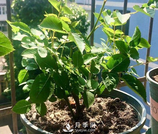 三月月季花正確的打頂方法，漂亮株型(圖2)