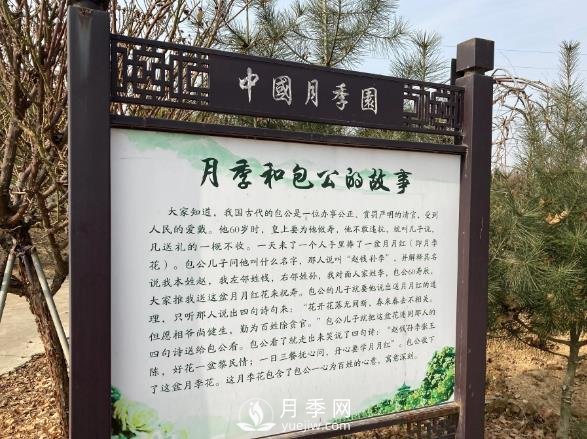 南陽中國月季園，包公和月季的故事(圖1)