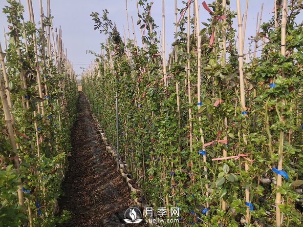 藤本月季該如何修剪？南陽(yáng)專家告訴你方法(圖1)