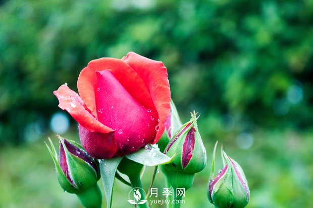 月季施肥和月季冬天養(yǎng)護，花友心得(圖1)