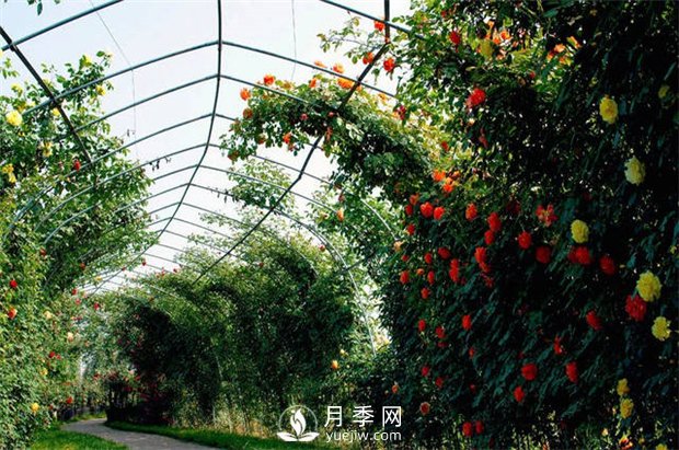 月季(紅蜘蛛、白粉病、黑斑病)防治及施肥技巧(圖1)
