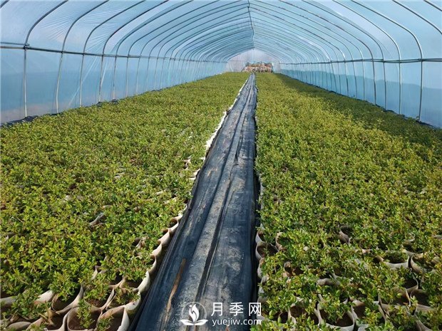月季該如何緩苗你知道嗎？(花友的經(jīng)驗(yàn)總結(jié))(圖1)