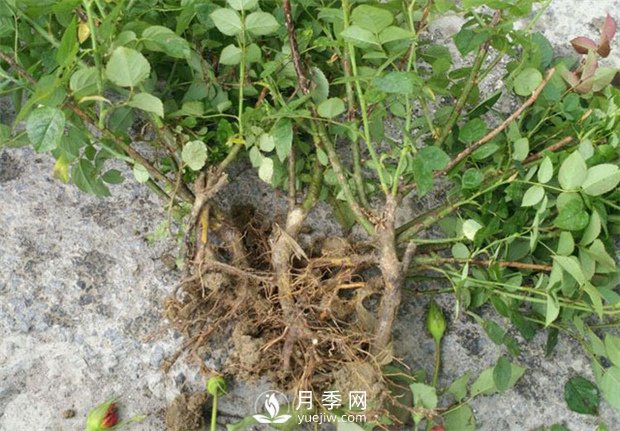 裸根的月季該如何種植？南陽大田月季基地告訴你(圖1)