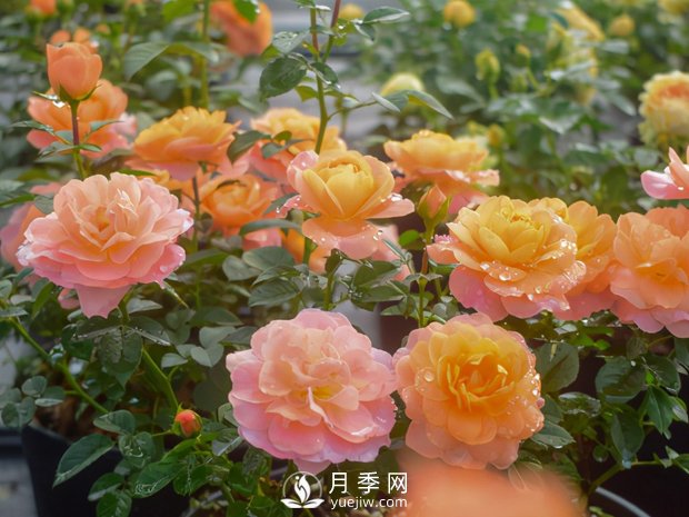 南陽月季花的實用修剪教程是什么？(圖1)