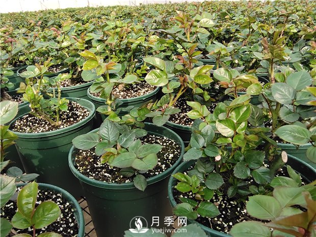 地栽月季、大花月季盆栽養(yǎng)護關(guān)鍵的6點(圖1)