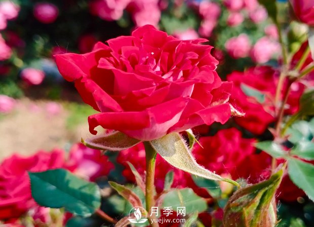 怎樣讓月季開更多更大的花？(圖1)