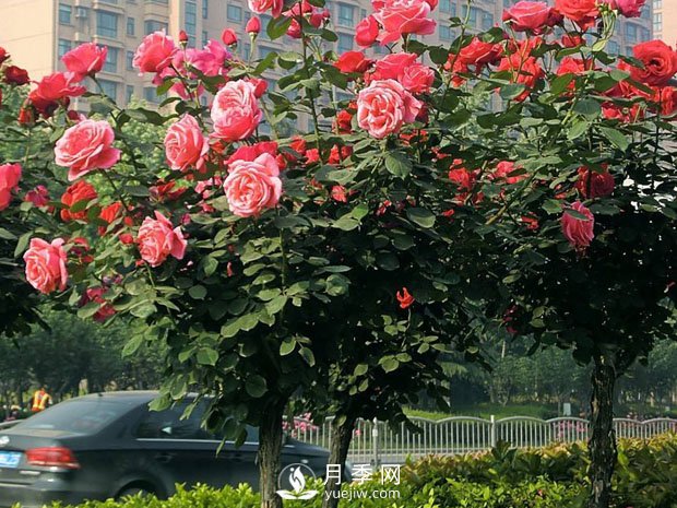 樹狀月季為何開花少？養(yǎng)分缺乏或失衡只是其一(圖1)