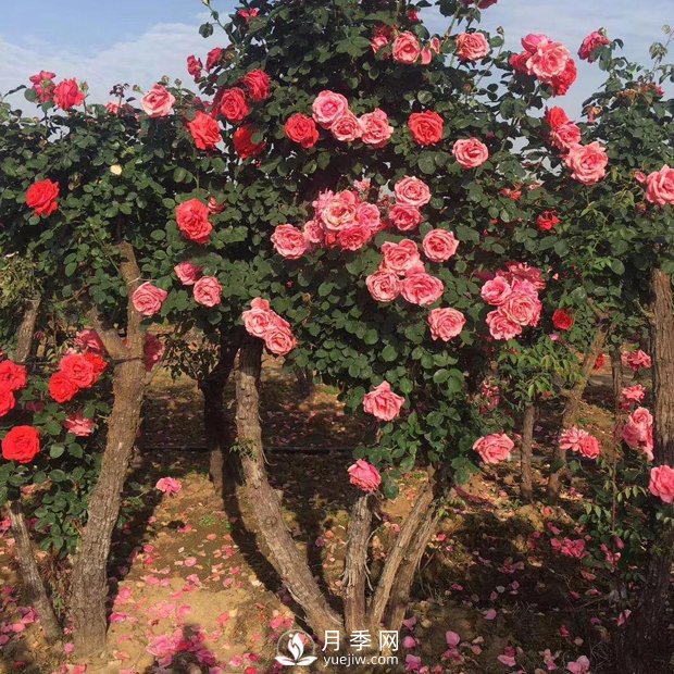 南陽月季之鄉(xiāng)，全國月季中心，批發(fā)品種齊全(圖2)