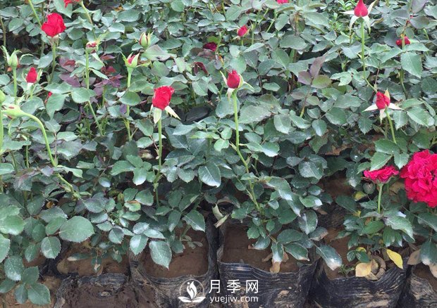 盆栽月季花該如何養(yǎng)殖？方法很簡(jiǎn)單哦(圖1)