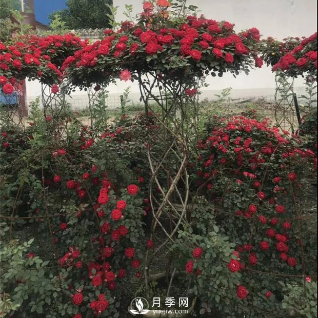 同樣的月季，不一樣的玩法，南陽(yáng)造型月季系列(圖1)