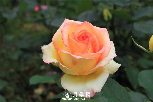 苗木成活率不高？12招樹木養(yǎng)護秘訣，要知曉！(圖1)