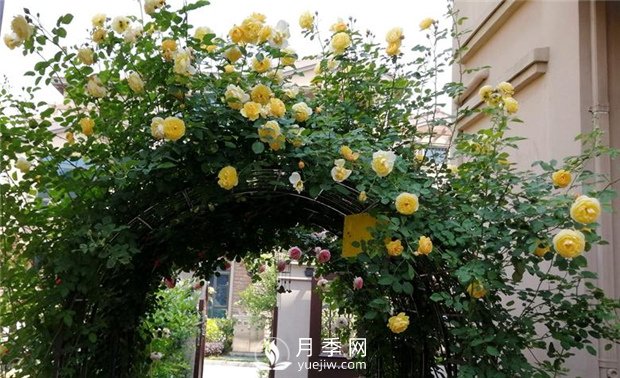 苗木養(yǎng)護，詳細的『植物根部』知識普及！(圖1)