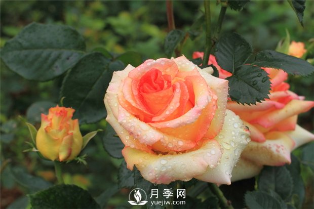 月季是怎么繁殖的？5種月季的繁殖方法(圖1)