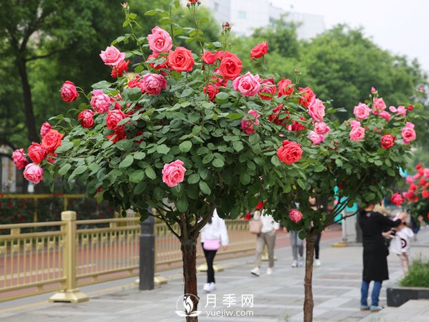 月季網(wǎng)：樹狀月季四季管理養(yǎng)護(hù)技巧(圖1)