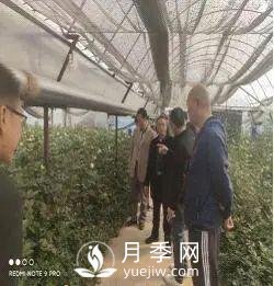 玉溪市開展國家級月季鮮切花 高效無土栽培標準化示范區(qū)中期檢查(圖1)