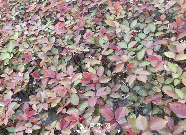 南陽月季小苗3月長勢茁壯，4月進(jìn)入上市售賣期(圖1)