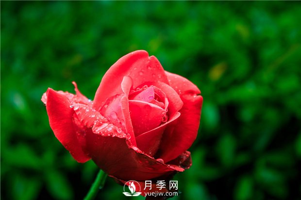 怎樣養(yǎng)殖大花月季？有什么技巧？(圖1)