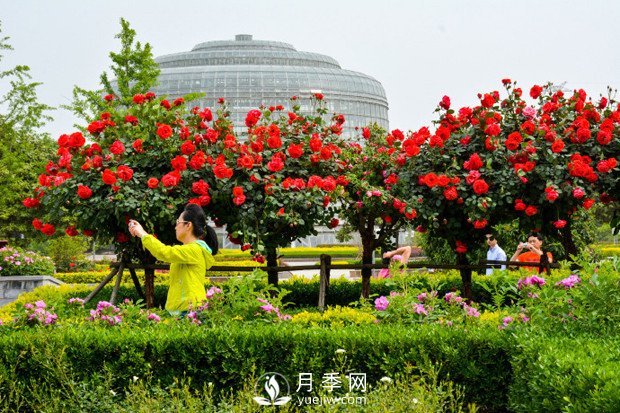 樹狀月季是怎么培養(yǎng)出來的？怎樣才能達(dá)到造型漂亮？(圖1)