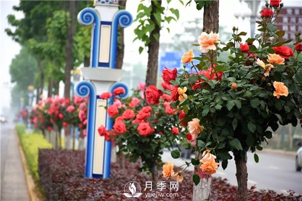 樹(shù)狀月季有哪些優(yōu)點(diǎn)？(圖1)