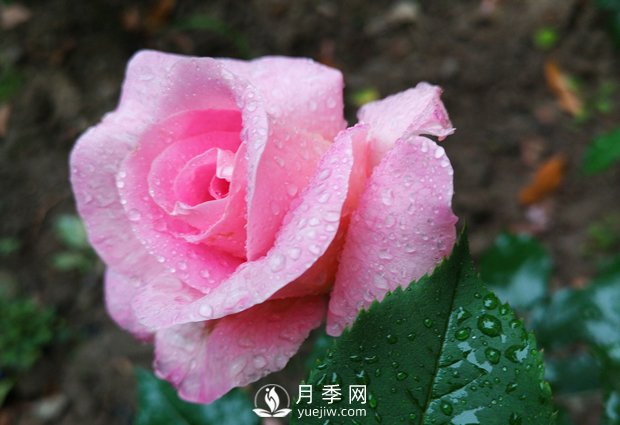 盆栽月季品種和移栽前要做哪些準(zhǔn)備？(圖1)