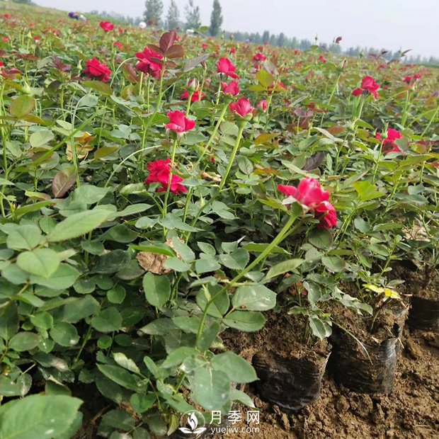 盆栽月季花的栽培管理技術(shù)要點(diǎn)有哪些？(圖1)